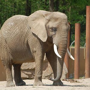 African Elephant-cow Aja