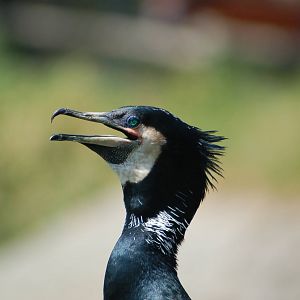 Cormorant