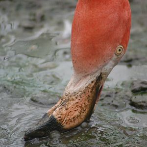 Cuba Flamingo feeding