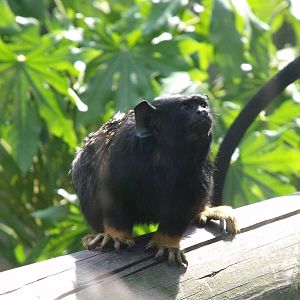 Red Handed Tamarin