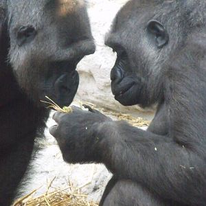 Western Lowland Gorilla