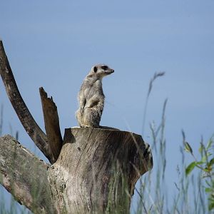 Meerkat