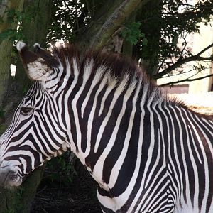Grevy's Zebra