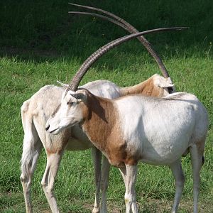 Scimitar Horned Oryx