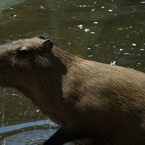 Capybara
