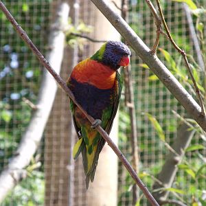 Rainbow Lorikeet