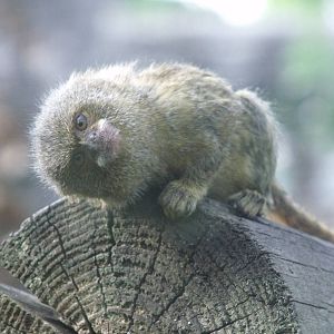 Pygmy Marmoset