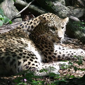 Shakira Persian Leopard