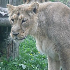 Kalinga Asiatic Lion