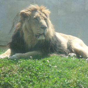 Ashok Asiatic Lion