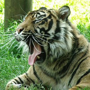 Kelabu Sumatran Tiger