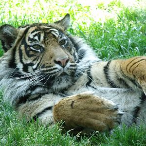 Kelabu Sumatran Tiger