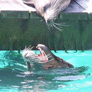 Californian Sea Lions