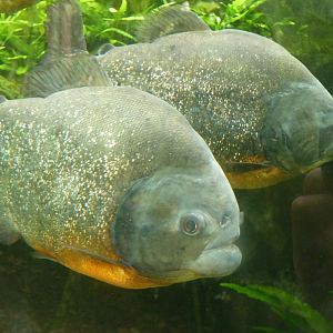 Red-Bellied Piranhas