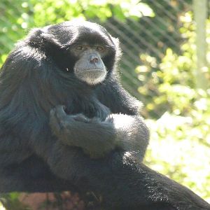 Siamang Gibbon