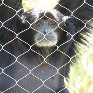 Siamang Gibbon