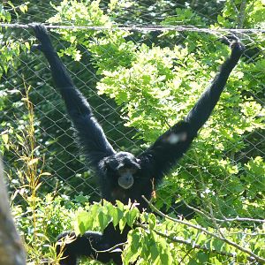 Siamang Gibbon