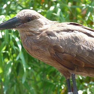 Hammerkop