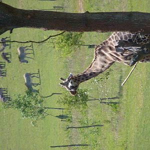 Kismet the Giraffe, Grevys Zebras and Waterbuck