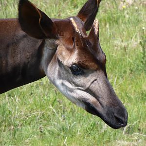 Okapi