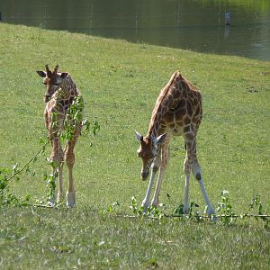 Kwame and Christa the Giraffes