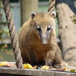 Ring-Tailed Coati