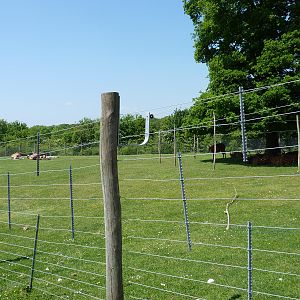 Giraffe and Bongo Mixed