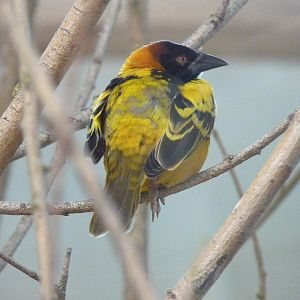 Black-Headed Weaver