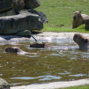 Capybaras