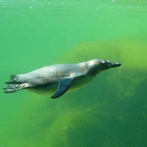 Humboldt Pengiun Underwater