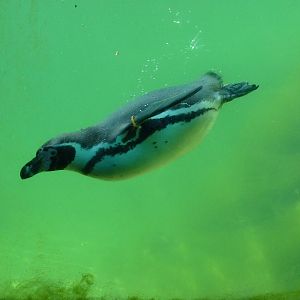 Humboldt Penguin Underwater