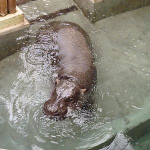 Antone the Pygmy Hippo