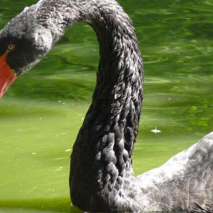 Black Swan