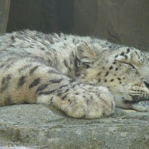 Yasmin the Snow Leopard