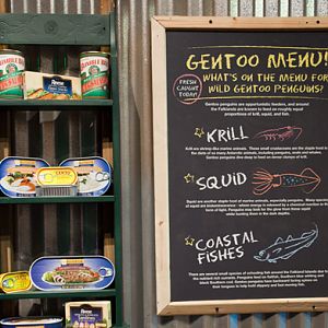 Gentoo Penguin Exhibit