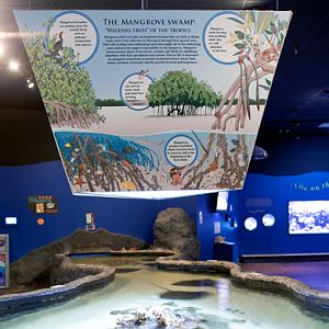 Mangrove Mural above stingray touch tank.