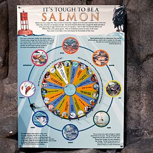 Salmon Wheel of Doom!