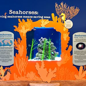 Seahorse Exhibit