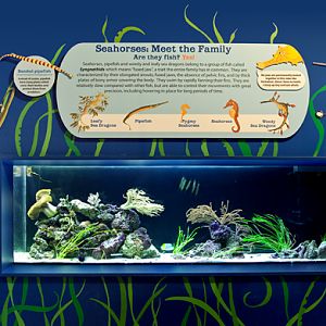 Seahorse Exhibit