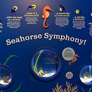 Seahorse Exhibit