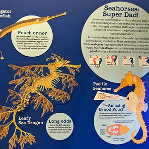 Seahorse Exhibit