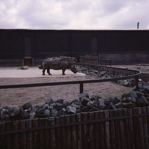 Rhino Enclosure 1979
