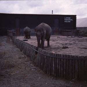 Elephant Enclosure 1979