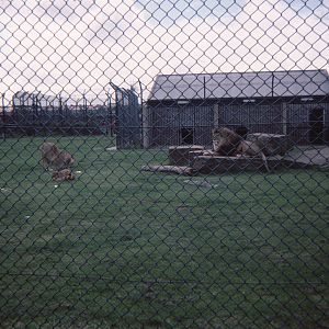 Lion Enclosure 1979