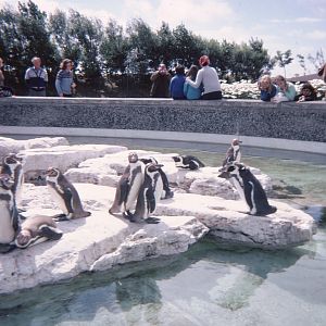 Penguin Pool 1979