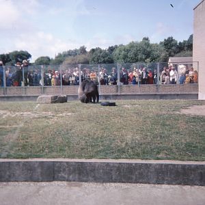 Gorilla Enclosure 1979