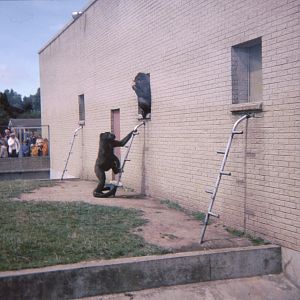 Gorilla Enclosure 1979