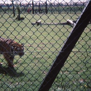 Tiger Enclosure 1979