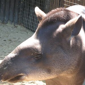 Brazillian Tapir, Gomez
