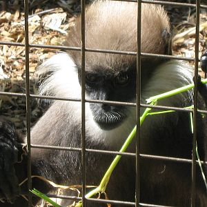 Purple Faced Langur